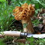 Opinel N°08 Mushroom Knife