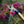 Opinel Le Secateur Hand Pruner