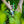 Opinel Le Secateur Hand Pruner